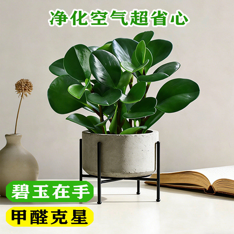精品大苗碧玉盆栽室内绿植盆景豆瓣绿客厅桌面绿植净化空气金钻苗,鲜花速递/花卉仿真/绿植园艺,绿植,淘宝优惠券,粉丝福利购,淘宝优惠卷