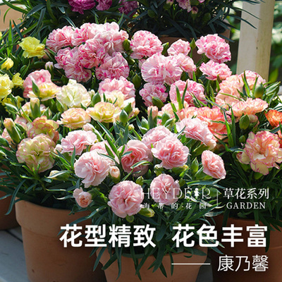 【康乃馨盆栽带花苞发货】好养活