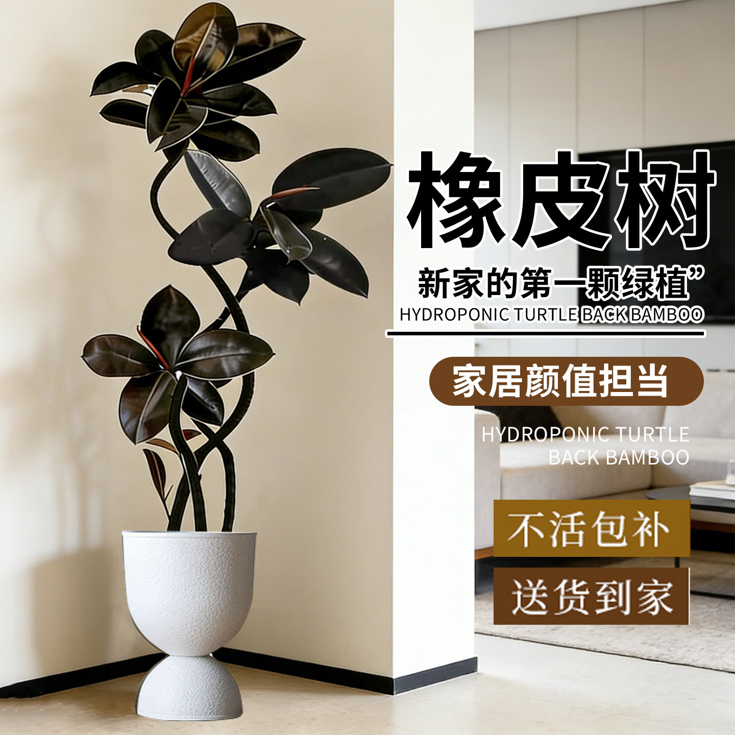 室内大型绿植黑金刚橡皮树办公室四季好养客厅大盆栽拗造型真植物,鲜花速递/花卉仿真/绿植园艺,大型绿植/成品组合盆栽,淘宝优惠券,粉丝福利购,淘宝优惠卷