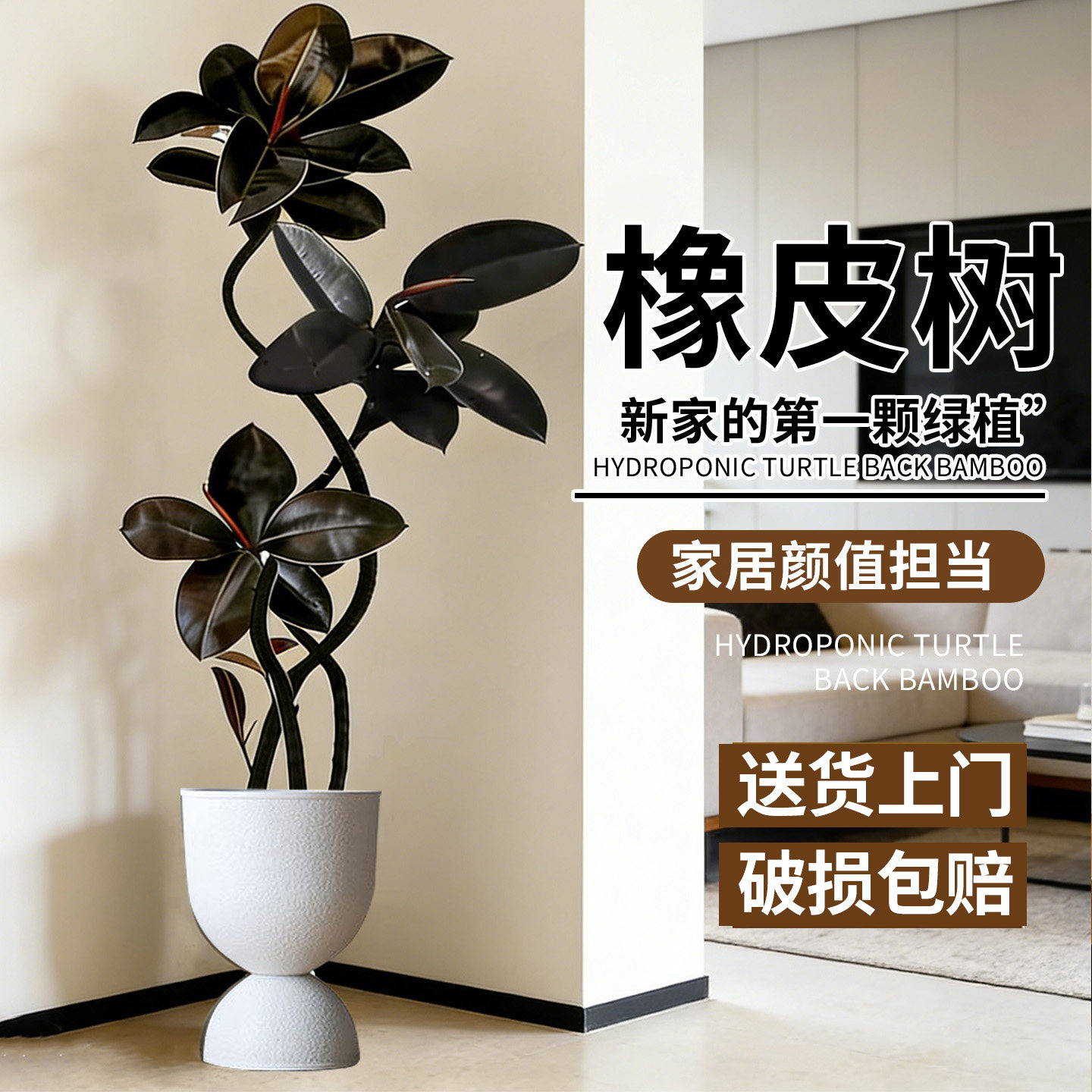 室内大型绿植黑金刚橡皮树办公室四季好养客厅大盆栽拗造型真植物,鲜花速递/花卉仿真/绿植园艺,大型绿植/成品组合盆栽,淘宝优惠券,粉丝福利购,淘宝优惠卷