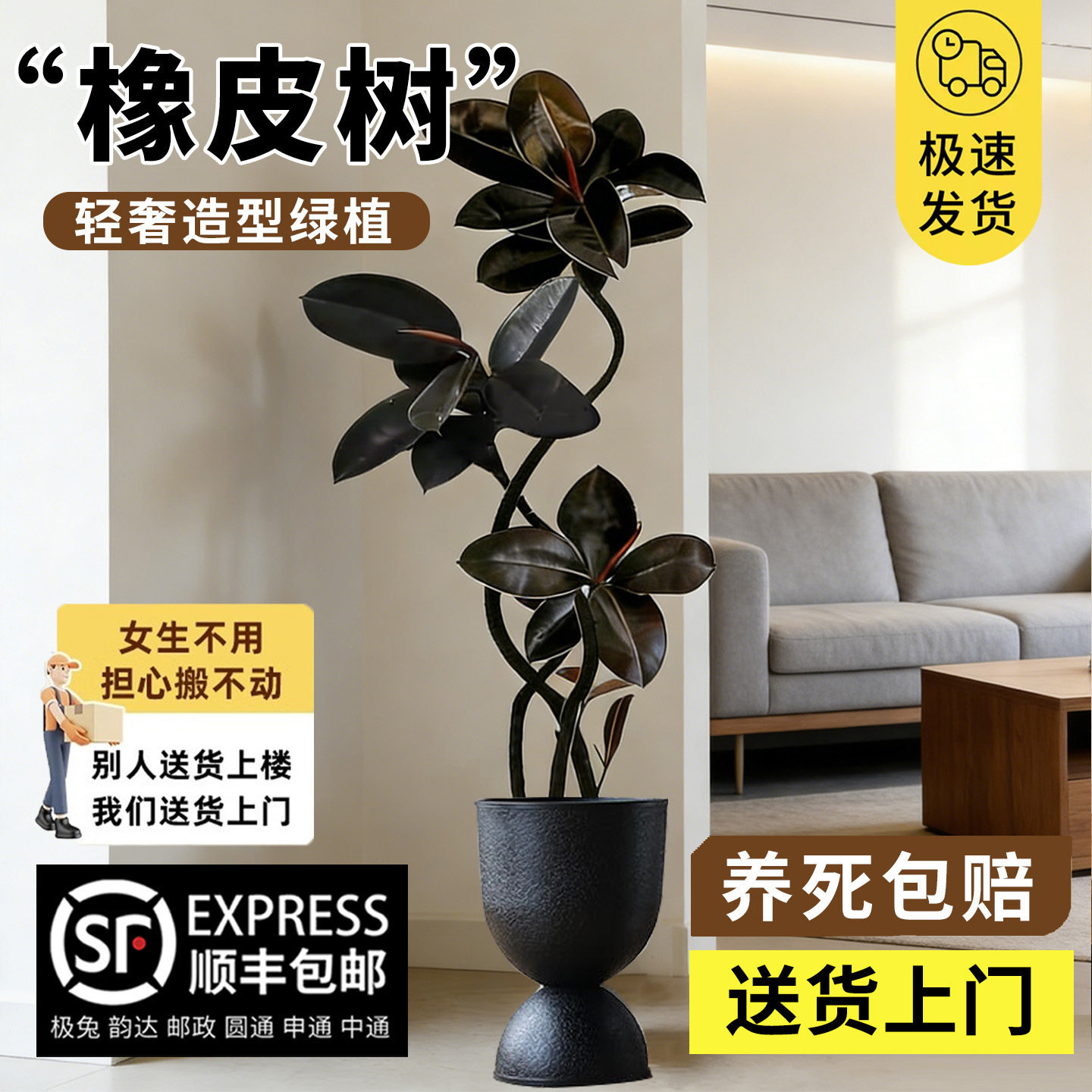 橡皮树大型绿植黑金刚客厅大盆栽拗造型室内办公室四季好养真植物,鲜花速递/花卉仿真/绿植园艺,大型绿植/成品组合盆栽,淘宝优惠券,粉丝福利购,淘宝优惠卷