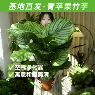 精品大苗青苹果竹芋绿植盆栽办公室好养喜阴净化空气四季 常青绿萝