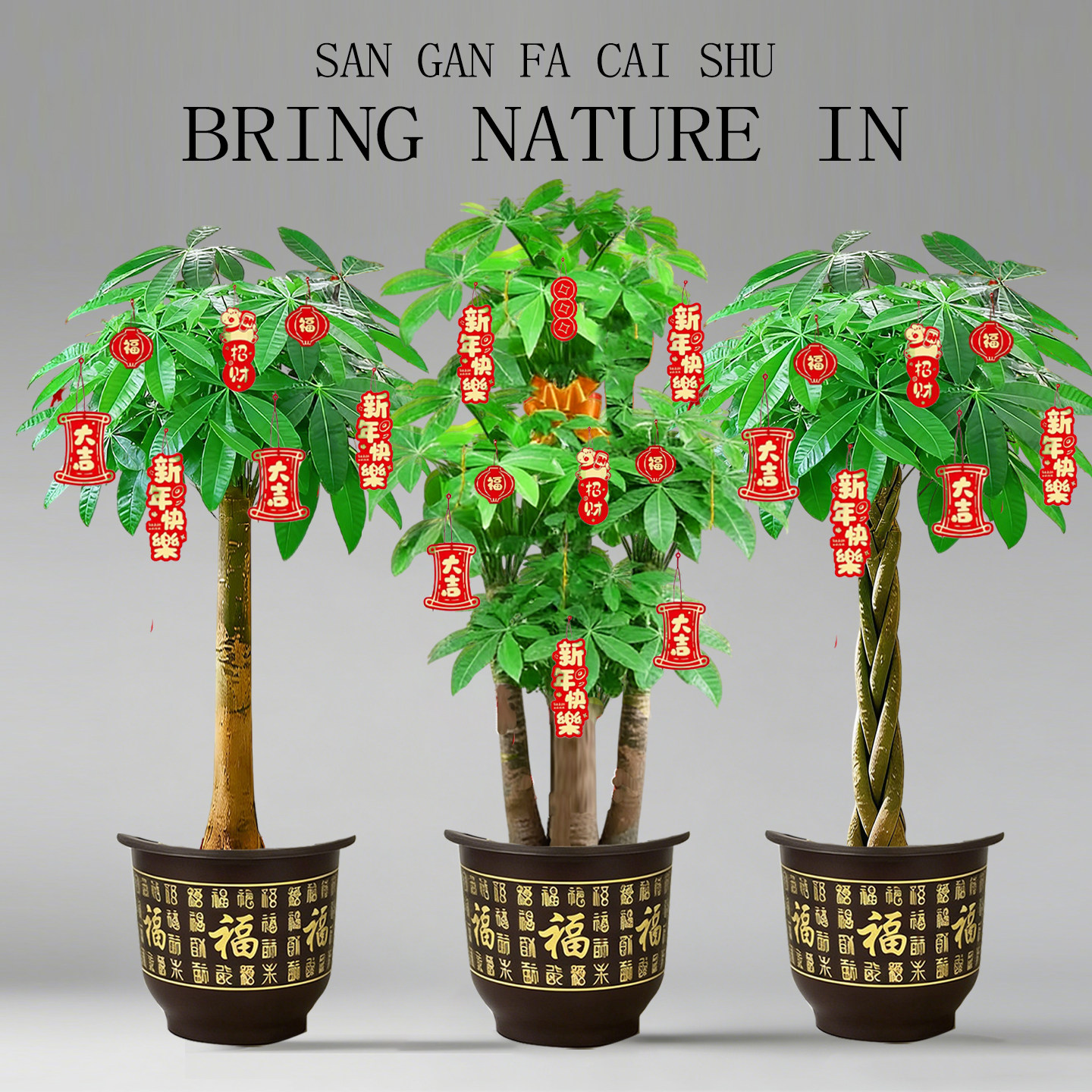 大辫子发财树客厅盆栽大型室内绿植招财树办公室乔迁开业三杆植物,鲜花速递/花卉仿真/绿植园艺,大型绿植/成品组合盆栽,淘宝优惠券,粉丝福利购,淘宝优惠卷