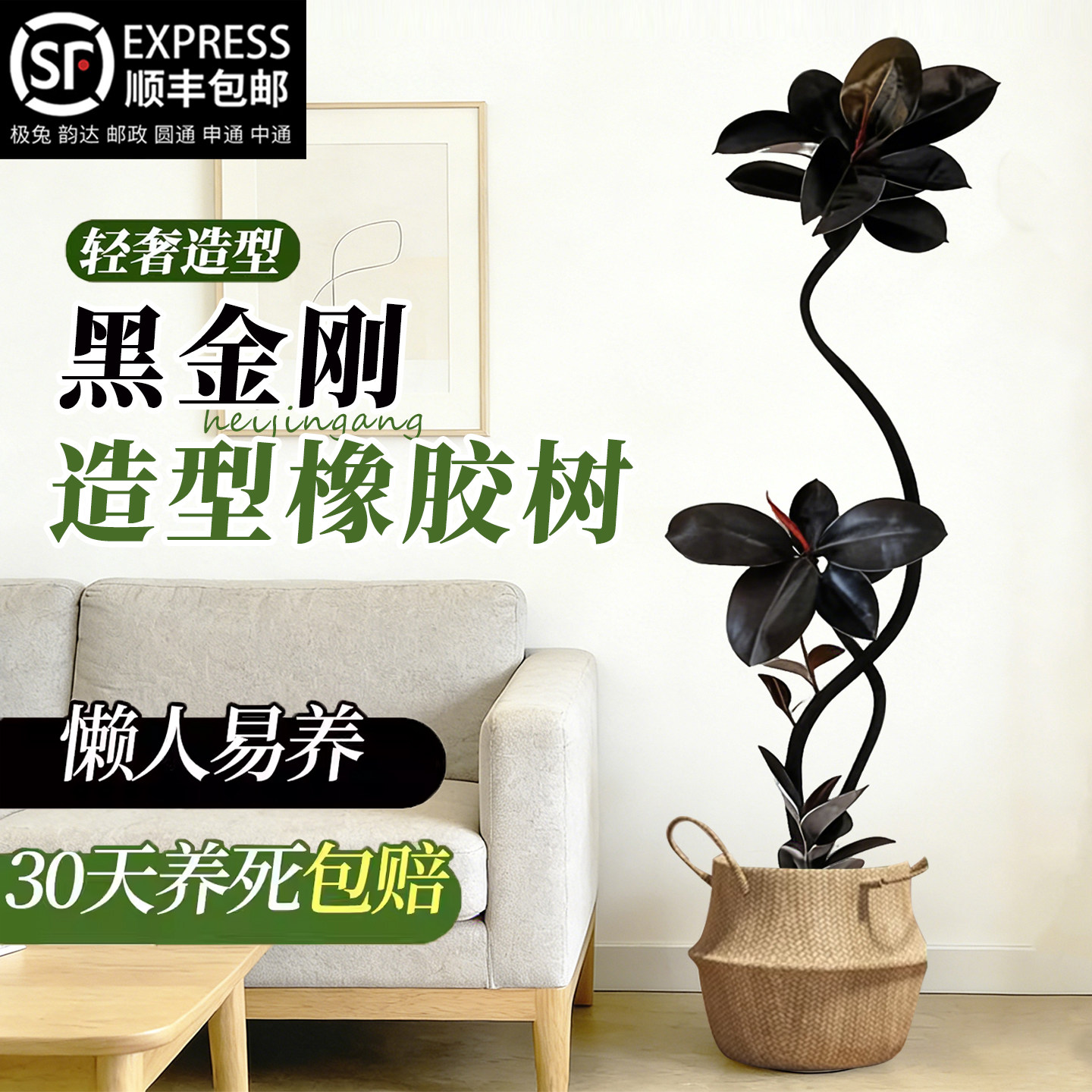 黑金刚橡皮树客厅大盆栽拗造型室内大型绿植办公室四季好养真植物,鲜花速递/花卉仿真/绿植园艺,大型绿植/成品组合盆栽,淘宝优惠券,粉丝福利购,淘宝优惠卷