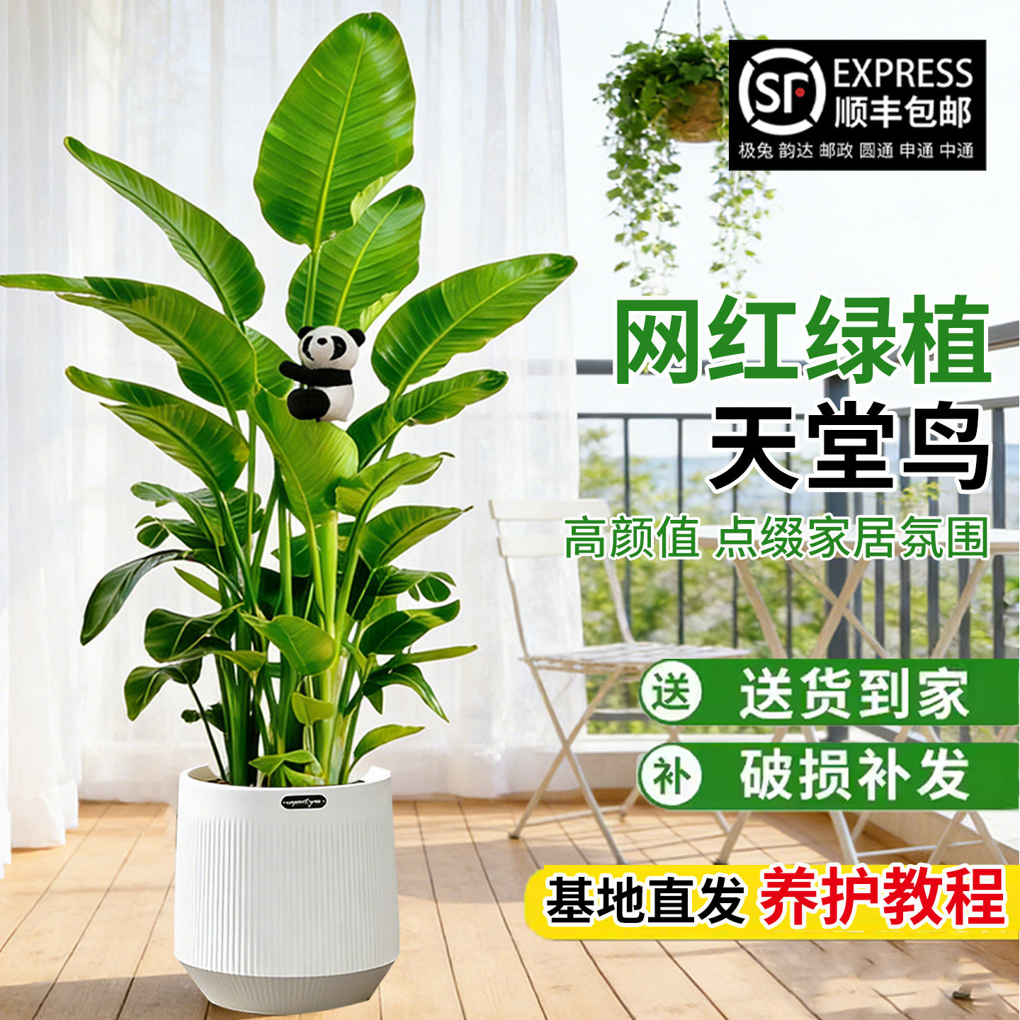 天堂鸟盆栽大室内客厅绿植大型办公室大叶植物树苗大号鲜花高级感