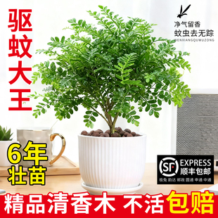 正宗清香木盆栽胡椒木老桩树苗室内驱蚊驱虫植物蛋糕装饰绿植叶子