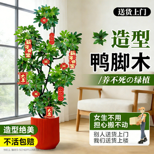大型落地造型鸭脚木客厅大盆栽鸭掌木鹅掌柴室内乔迁绿植植物四季
