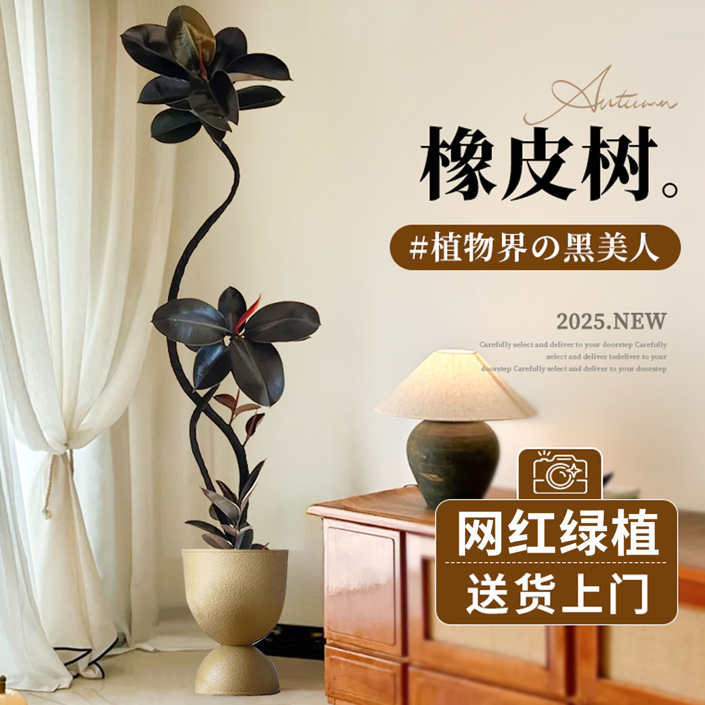 高级造型橡皮树客厅大盆栽四季好养黑金刚室内大型绿植办公室植物,鲜花速递/花卉仿真/绿植园艺,大型绿植/成品组合盆栽,淘宝优惠券,粉丝福利购,淘宝优惠卷