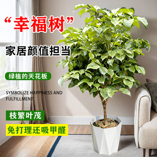 易成活幸福树大盆栽室内客厅办公室四季常青绿植平安树懒人花卉