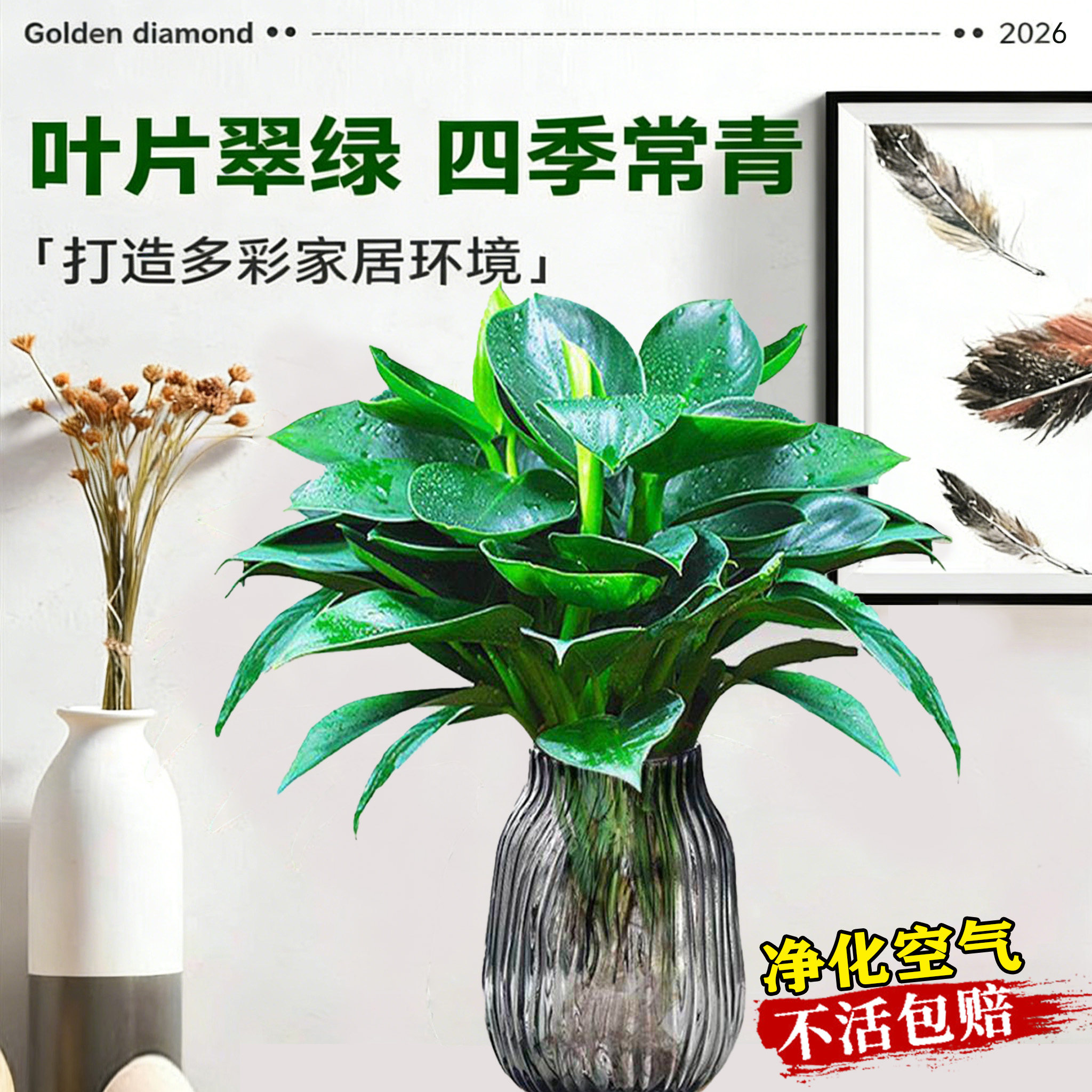 大叶金钻绿公主水培净化空气绿植花卉盆栽四季常青新房绿植3株苗,鲜花速递/花卉仿真/绿植园艺,绿植,淘宝优惠券,粉丝福利购,淘宝优惠卷