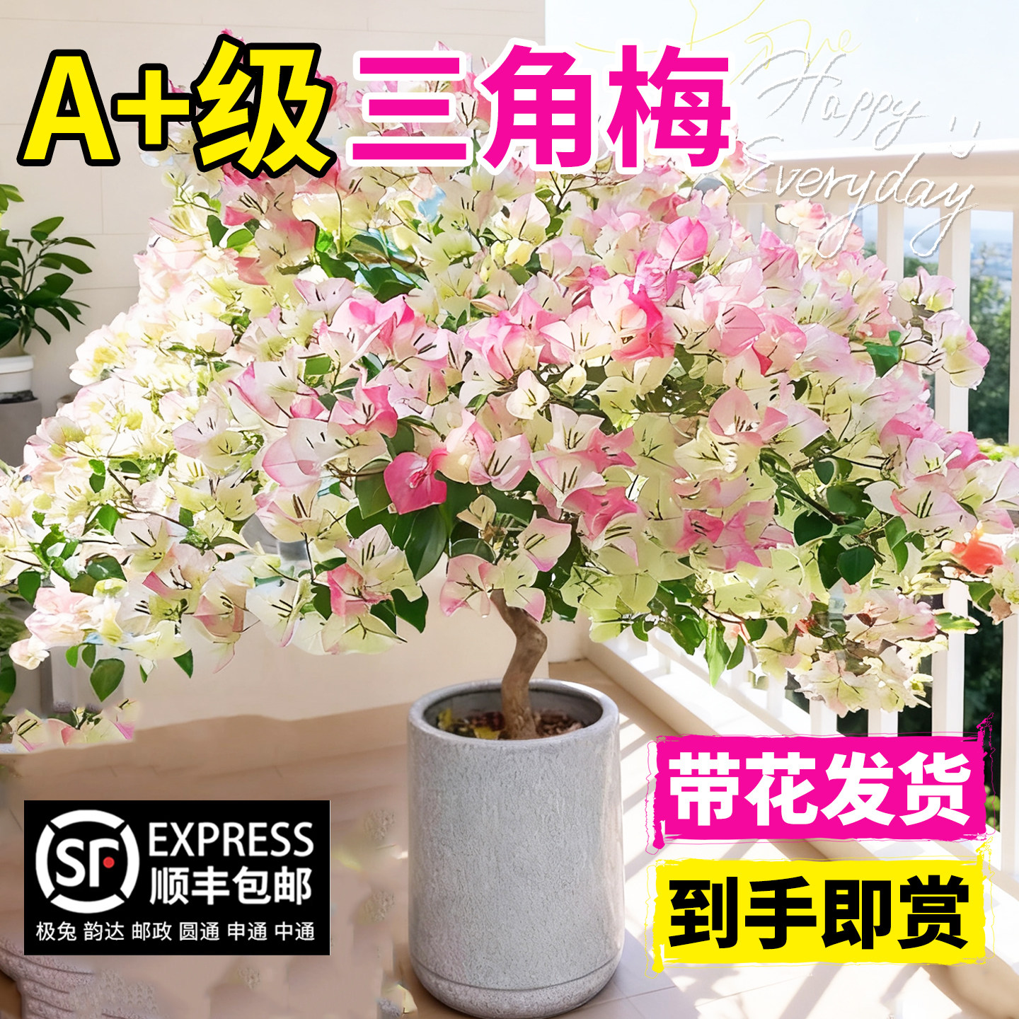 高端重瓣三角梅四季开花绿植盆栽老桩特大号带花苞发货绿樱爬藤苗,鲜花速递/花卉仿真/绿植园艺,时令草本花卉,淘宝优惠券,粉丝福利购,淘宝优惠卷