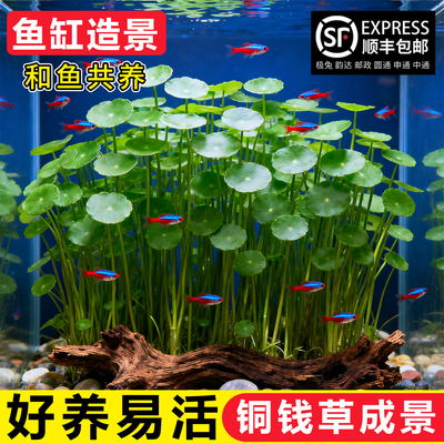水培铜钱草招财长绿好养绿植