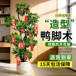 客厅大盆栽造型鸭脚木鸭掌木鹅掌柴室内乔迁绿植植物大型落地四季