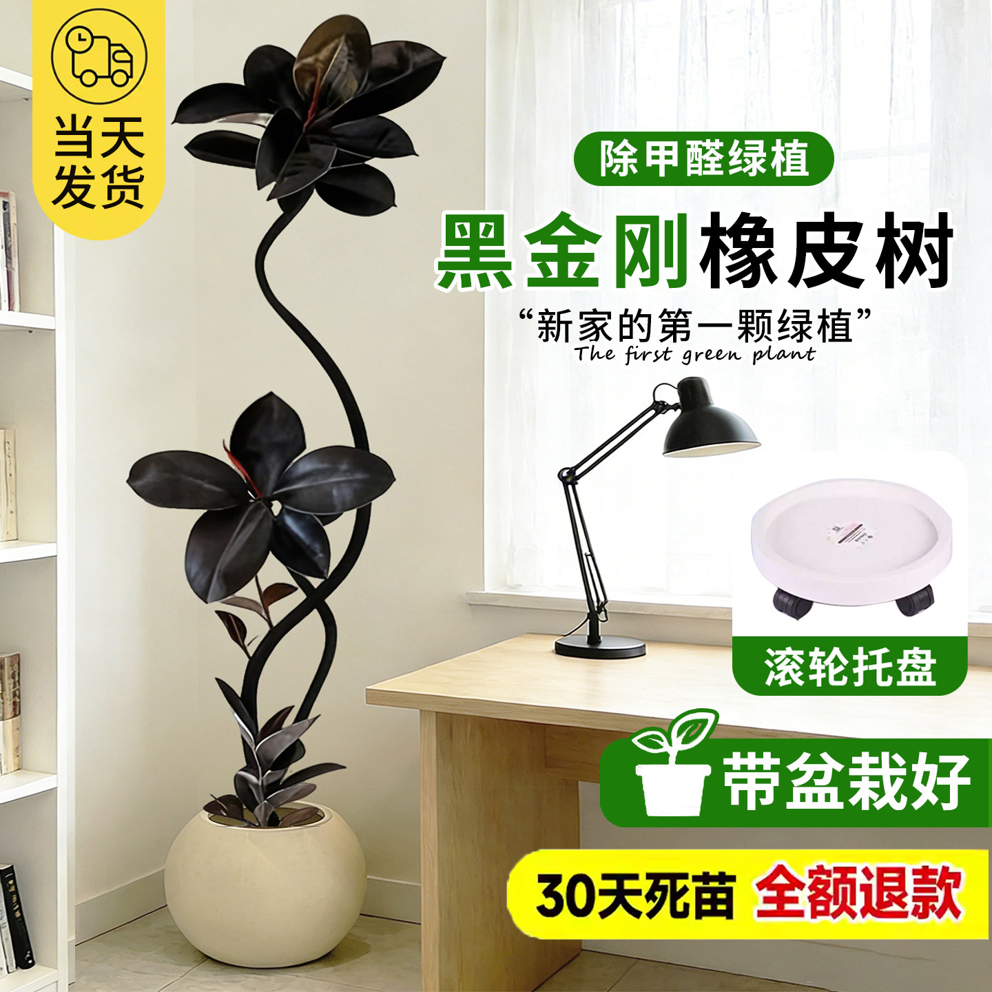 黑金刚橡皮树客厅大盆栽拗造型室内大型绿植办公室四季好养真植物,鲜花速递/花卉仿真/绿植园艺,大型绿植/成品组合盆栽,淘宝优惠券,粉丝福利购,淘宝优惠卷