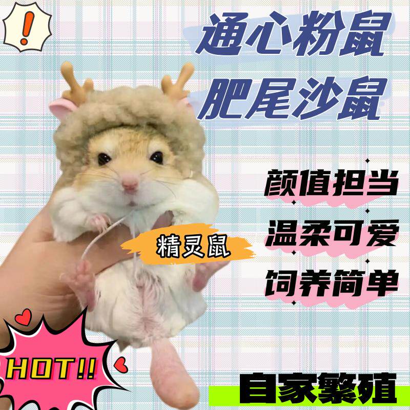 萌宠通心粉鼠活物送笼子幼崽北非肥尾沙鼠宿舍小宠物鼠包活家养