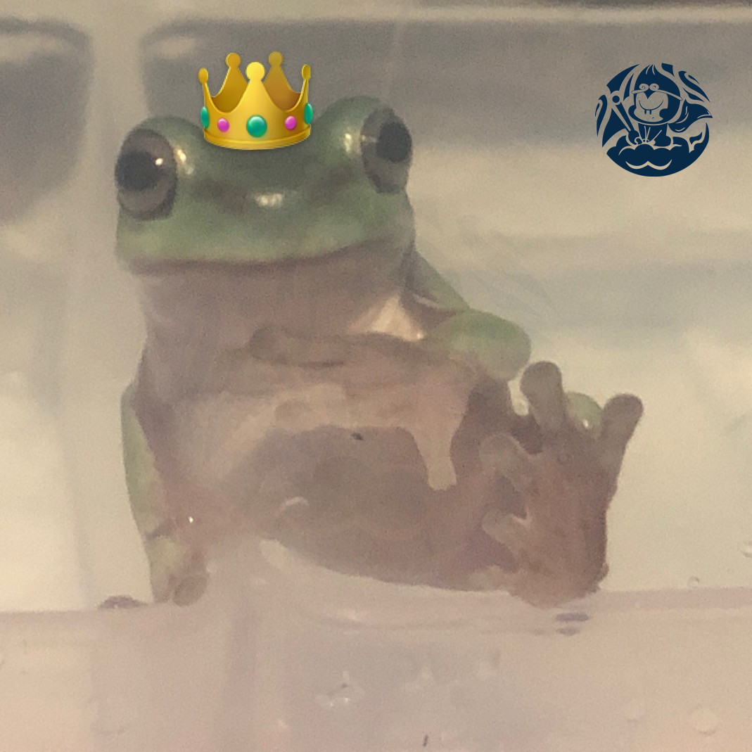 老爷树蛙印尼绿澳洲蓝老爷树蛙牛奶树蛙攀爬蛙类温顺可爱et蛙宠类