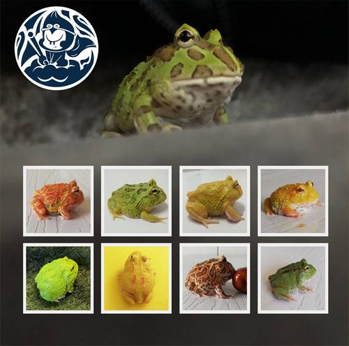 绿角蛙黄金角蛙活体皮卡丘宠物蛙