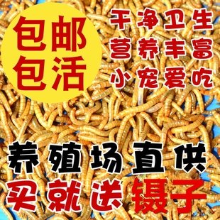 黄粉虫活虫面包虫活体角蛙粮蜘蛛蜥蜴鸟银龙仓鼠零食乌龟守宫饲料