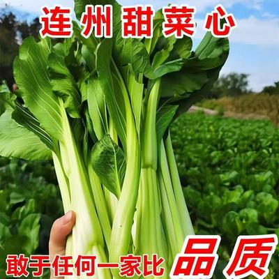 广东连州菜心清甜新鲜采摘当季蔬菜特产自种鲜嫩青菜脑壳农家时令