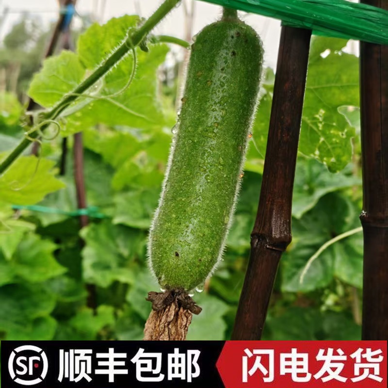 顺丰包邮正宗广东顺德黑毛节瓜杏坛水影瓜时令新鲜蔬菜5斤