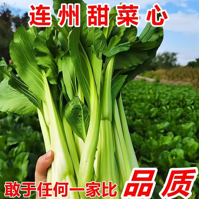 正宗连州新鲜菜心大春菜