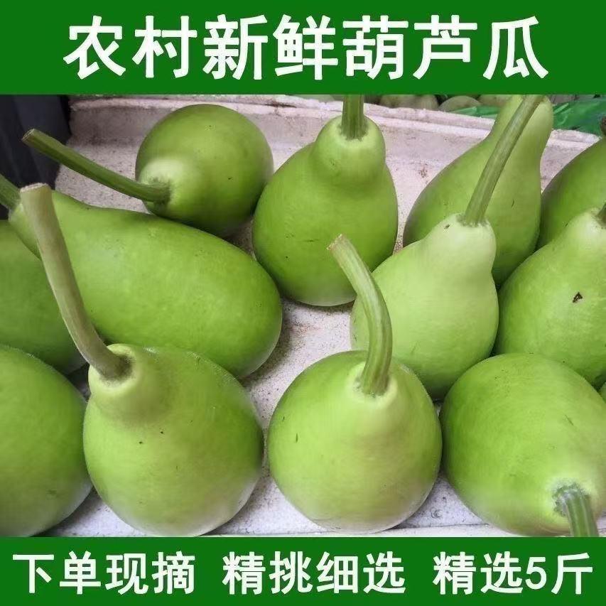 广东瓠子农家蒲瓜新鲜葫芦瓜蔬菜