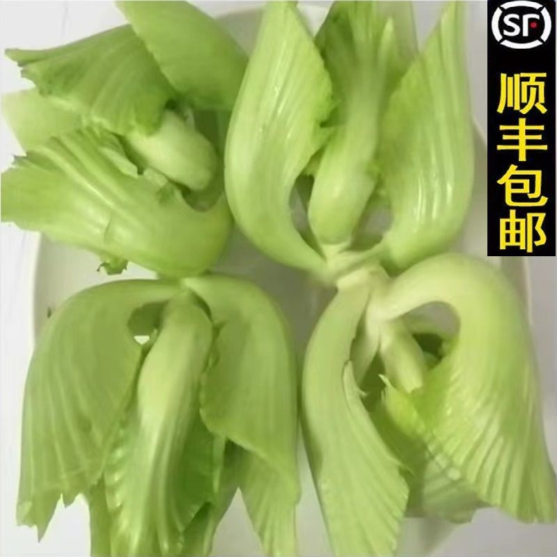 水东芥菜广东新鲜水东芥菜胆秋冬时令蔬菜营养青菜营养特色顺丰