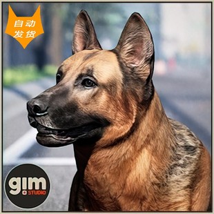 German Animalia 德牧羊犬 Shepherd UE5资源