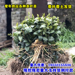 正宗茶叶苗龙井茶树苗绿茶苗铁观音茶苗白茶树苗梅占茶苗早茶苗