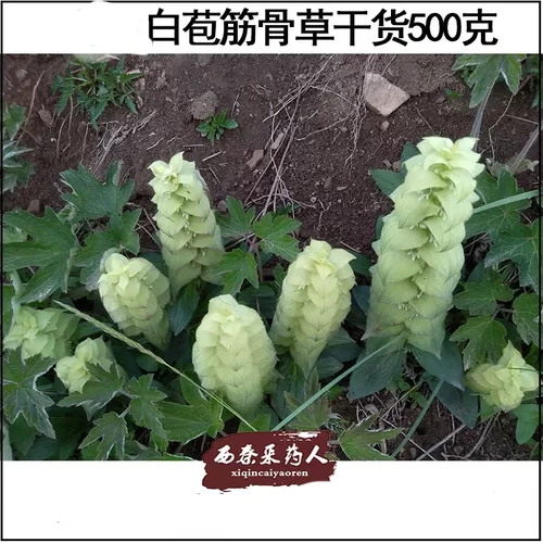 白苞筋骨草药材藏药材筋骨草500克全国包邮