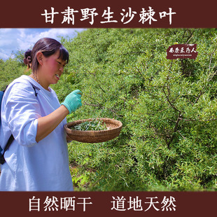 沙棘叶茶 甘肃特产道地沙棘茶叶 青晒沙棘叶2025年新货500克包邮