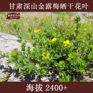 秦岭深山金露梅花叶药王棍儿茶