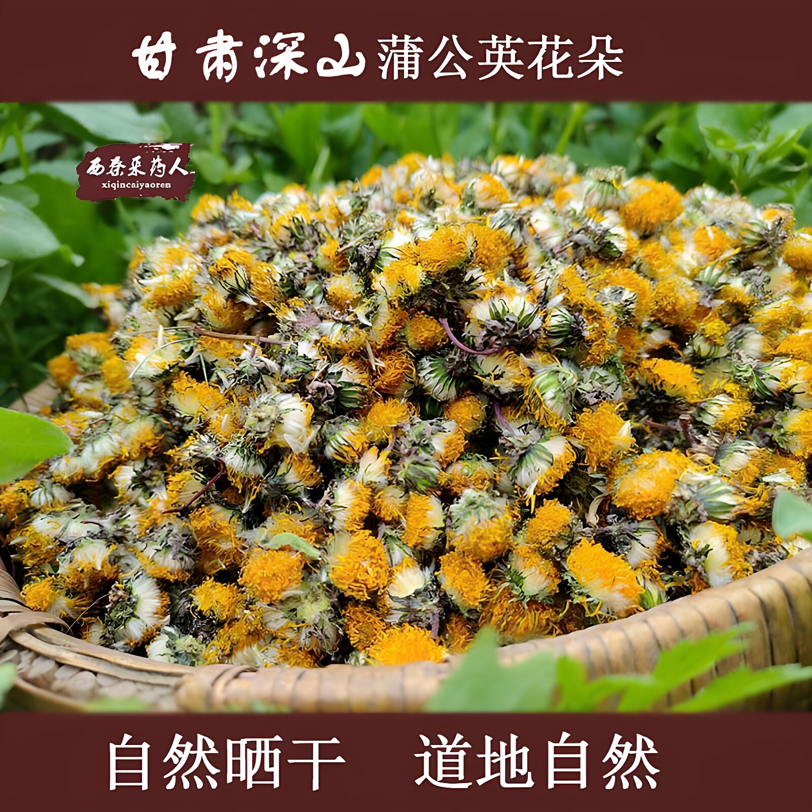 甘肃野生蒲公英花朵茶地丁花蕾人工挑选花骨朵晒干婆婆丁花批发