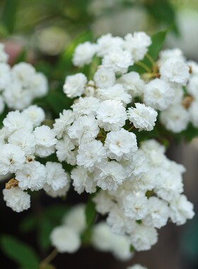 菱叶绣线菊重瓣小手球多年生灌木