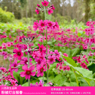 青柠园景 粉被灯台报春rimula pulverulenta川西高原特有原生品种