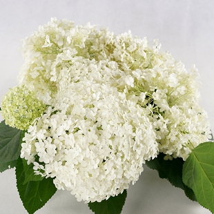 青柠园景  贝拉安娜白色 新枝开花乔木绣球阳台庭院盆栽绿植包邮