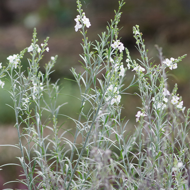 青柠园景 柳叶星河花 多年生常绿草本耐热耐寒庭院阳台观花叶植物