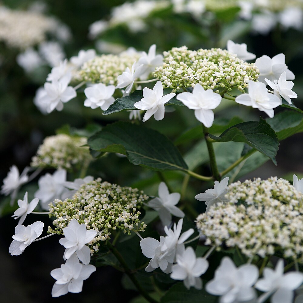 青柠园景 白色天使 新老枝开花大花绣球八仙花阳台庭院盆栽包邮