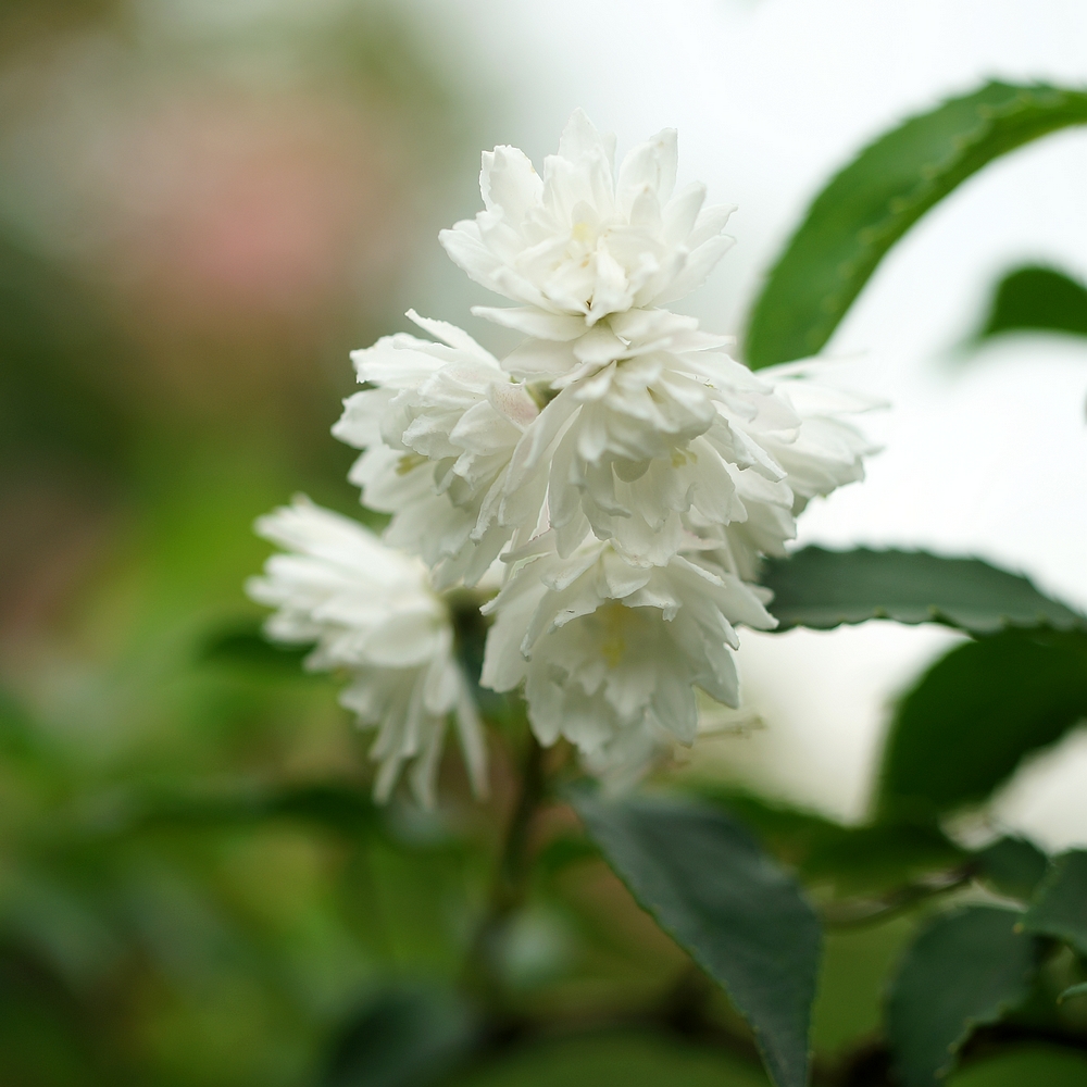溲疏罗切斯特的荣耀多年生灌木