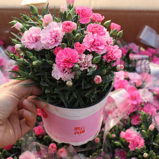 一见钟情石竹花四季好养奥斯卡康乃馨室内阳台花卉耐寒耐热欧石竹