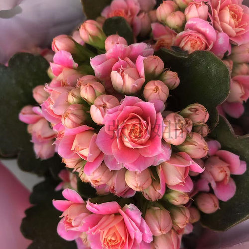 大颗型长寿花带花苞年宵花 室内阳台客厅桌面摆件新年装饰新年花