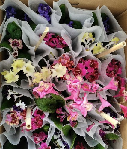 带花苞堇兰盆栽苦苣苔耐寒耐热室内阳台花卉冬季年宵花植物客厅