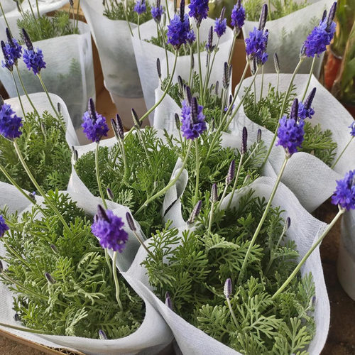 羽叶薰衣草鼠尾草耐热花卉盆栽室内阳台庭院驱蚊开花易养活花期长