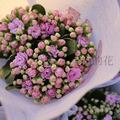 梅尔蒂斯 紫云霜长寿花盆栽带花苞重瓣稀有四季花卉室内阳台好养