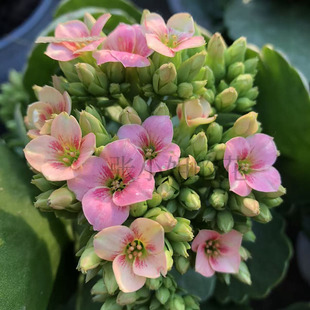 白猫单瓣长寿花渐变色花期长室内阳台花卉盆栽好养精品多肉带花苞