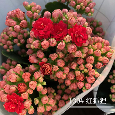 带花苞小盆栽红狐狸红色重瓣长寿花盆栽年宵花卉室内阳台客厅装饰