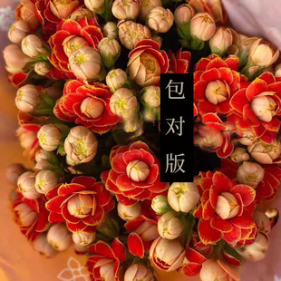 带花苞金狐狸日内瓦重瓣多季开花不断室内阳台窗台好养耐寒植物