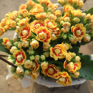 稀有洛桑女神金丝雀大花重瓣长寿花卉植物室内阳台客厅耐寒好养