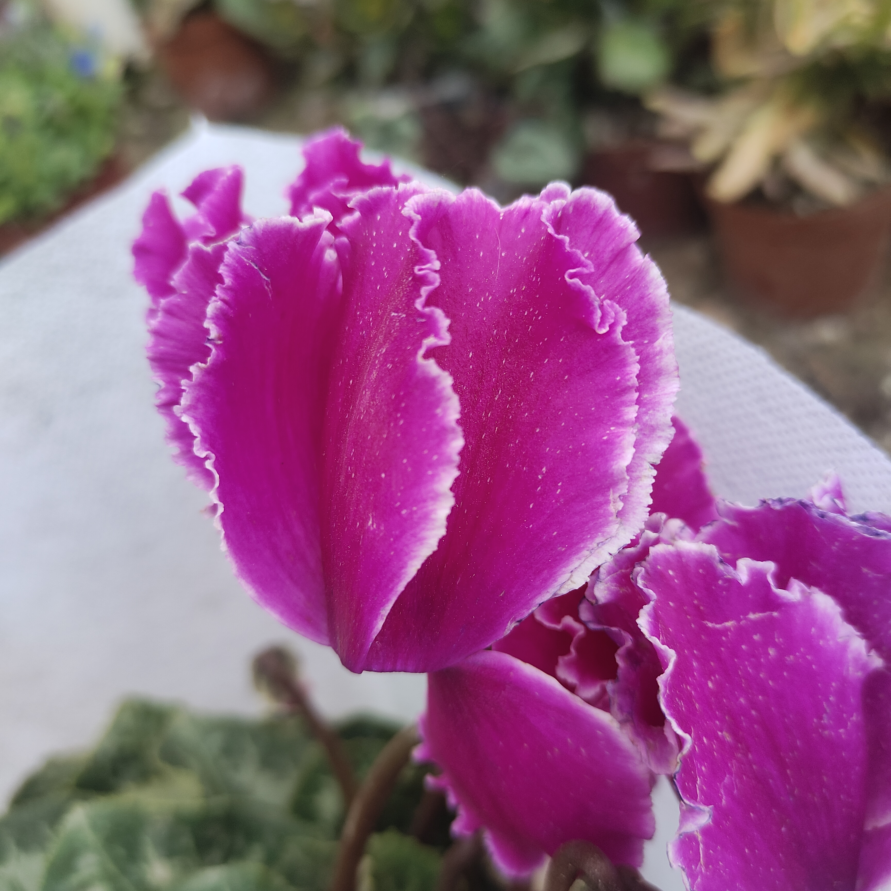 大花仙客来盆栽大盆花卉盆栽植物室内花好养活四季开花阳台年宵