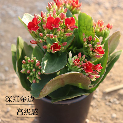 高级感红色金边单瓣长寿花熔岩